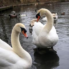 Reddish Vale Country Park, Stockport